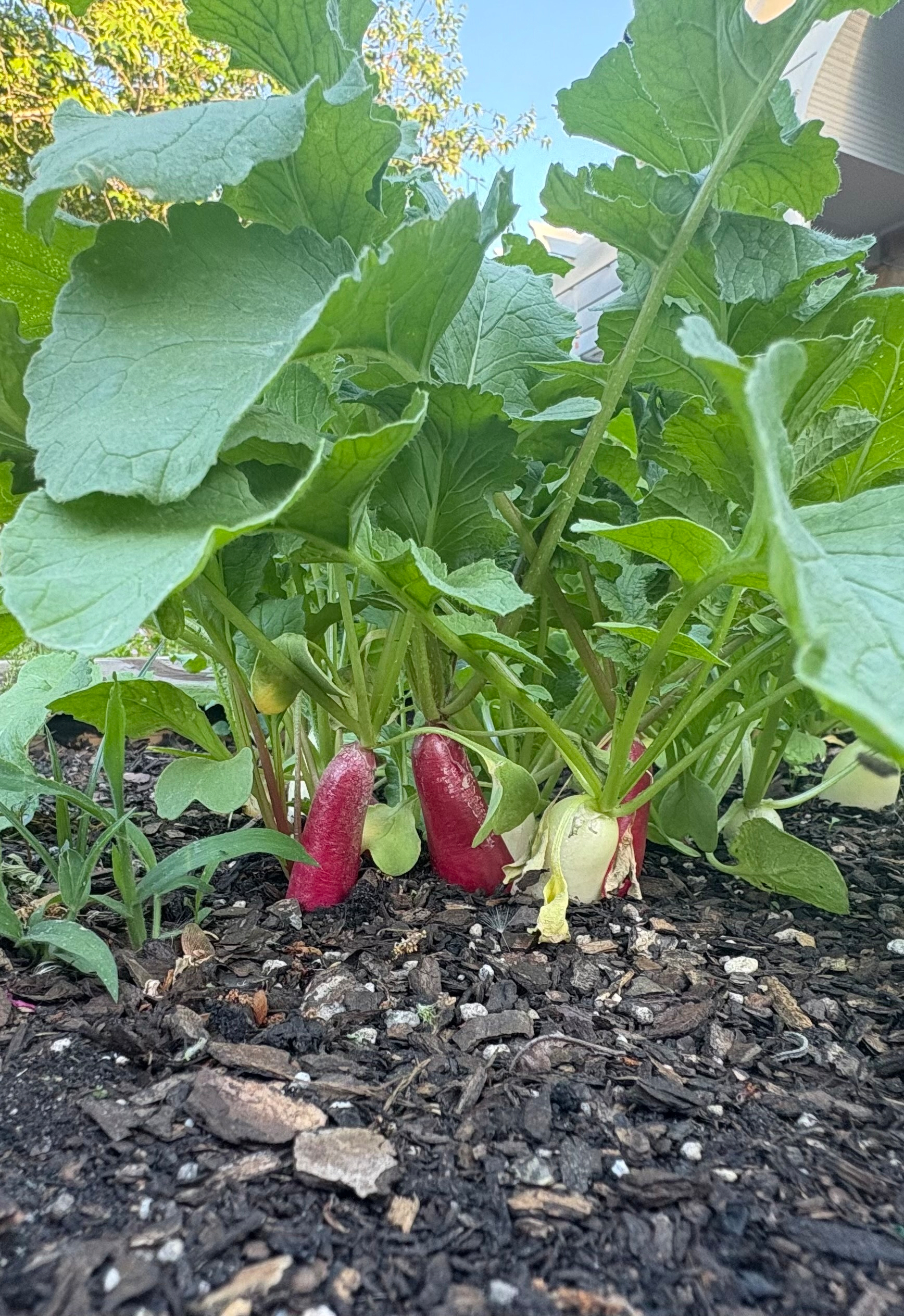 radishes growing in dirt
