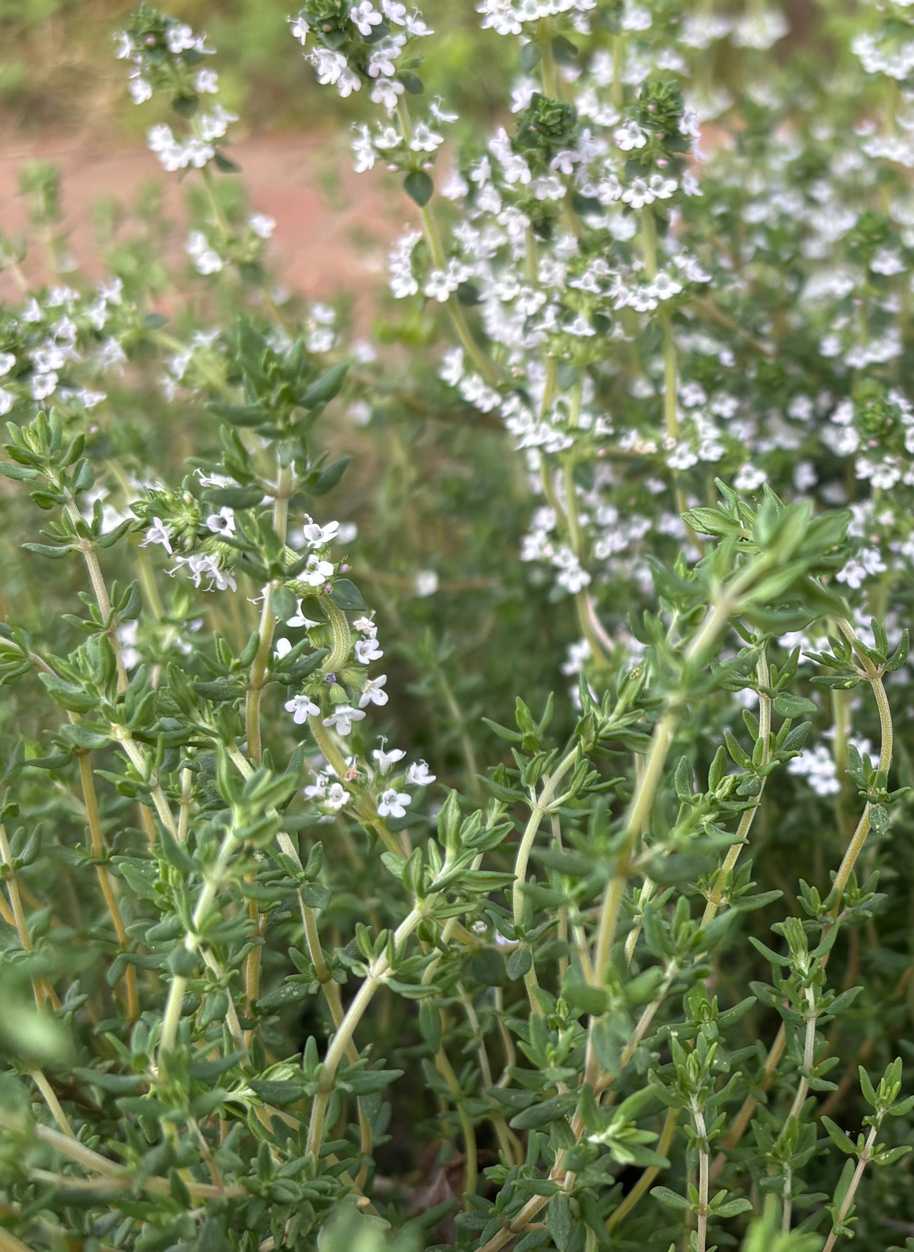 flowering thyme