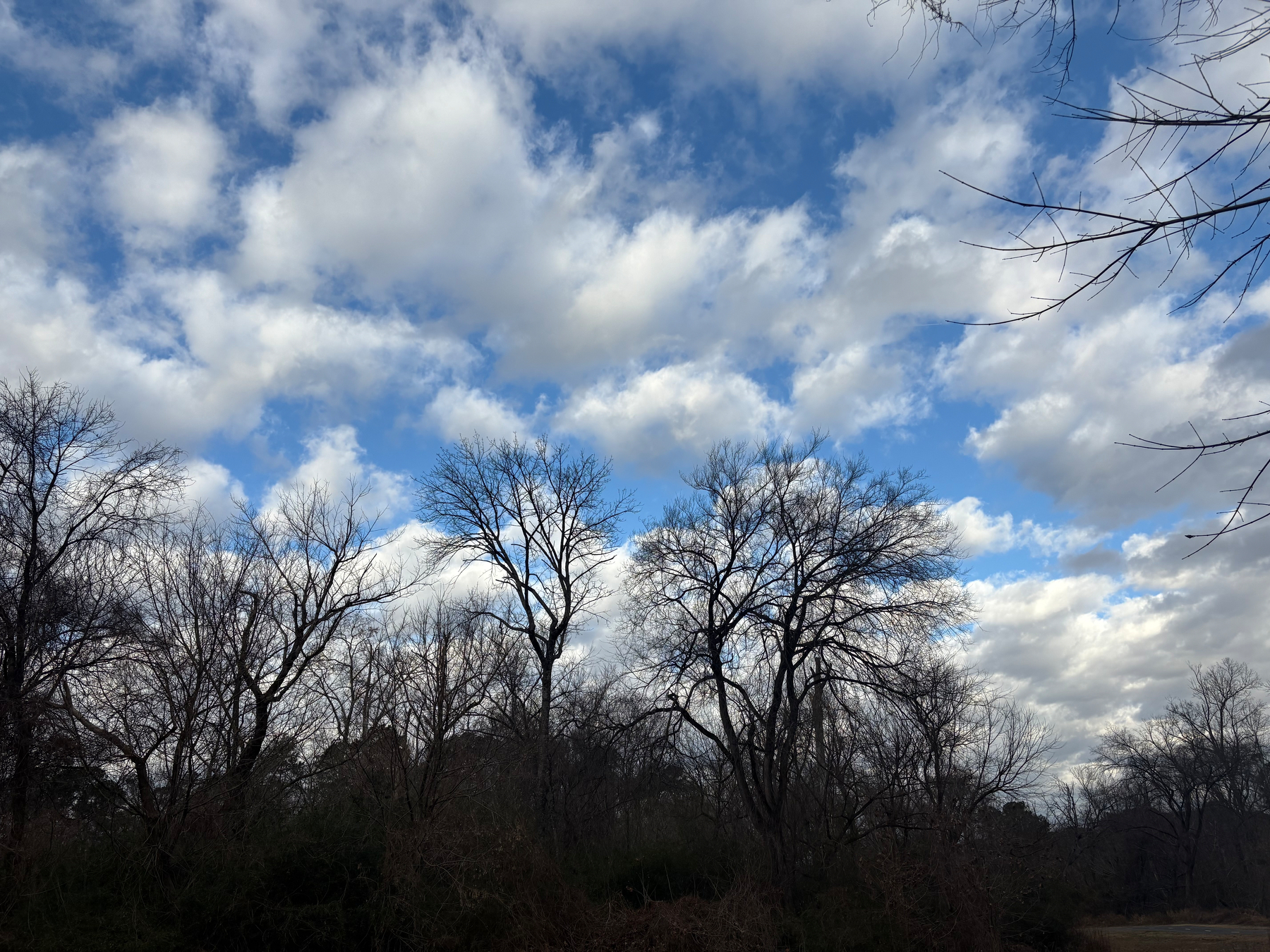 Bare trees silhouetted against fast moving cumulus clouds