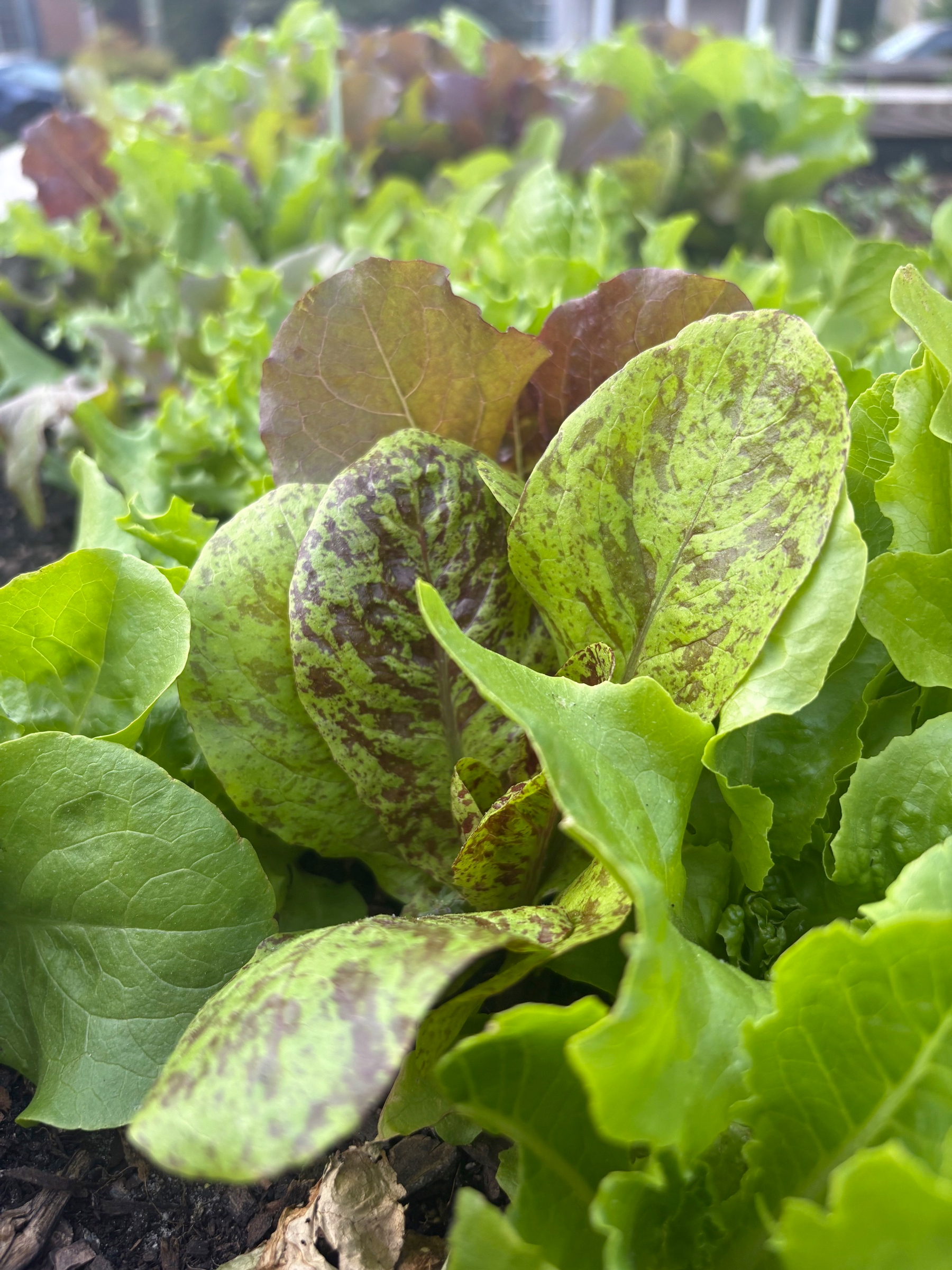 lettuce growing in garden