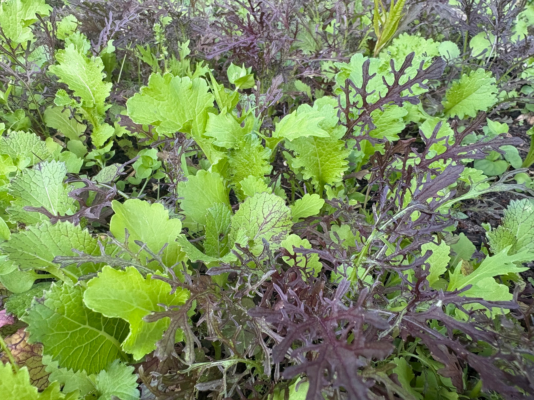 baby mustard greens growing in garden