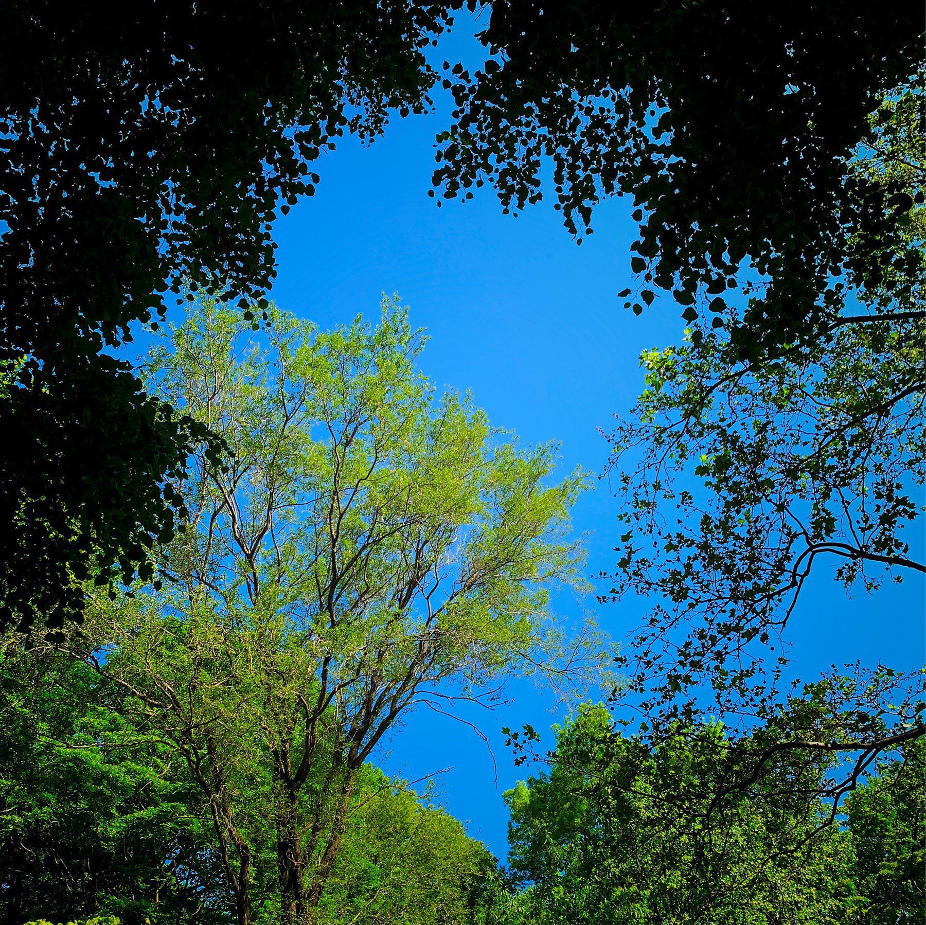 Trees and blue sky.