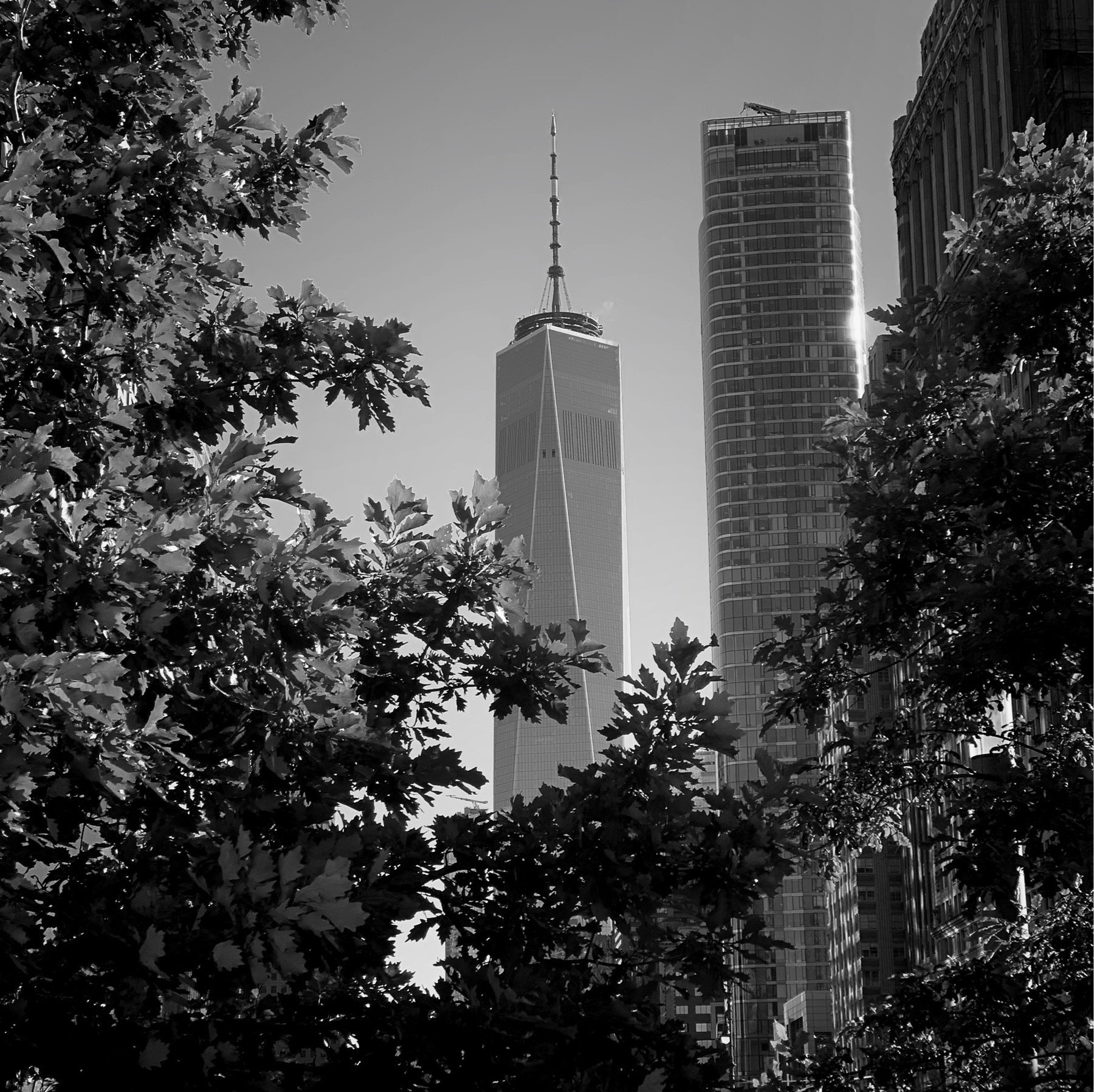 One World Trade Center with trees in foreground.