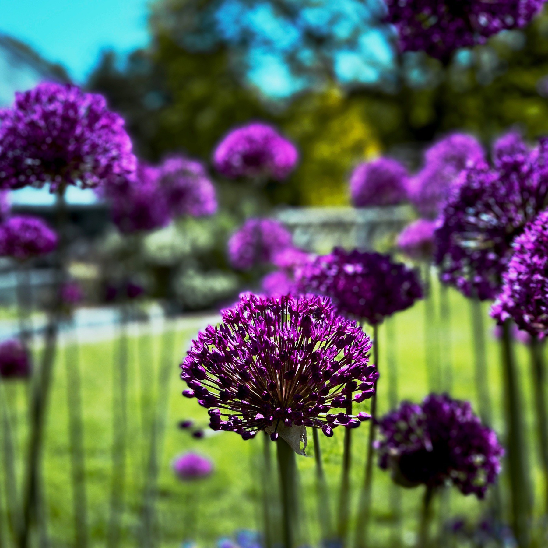 Purple long stemmed flowers at Wave Hill Gardens. Grass and trees in background.