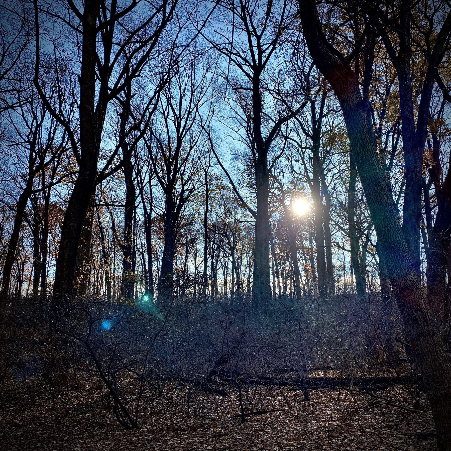 Inwood Park, Manhattan. Late fall trees with sun peeking through.