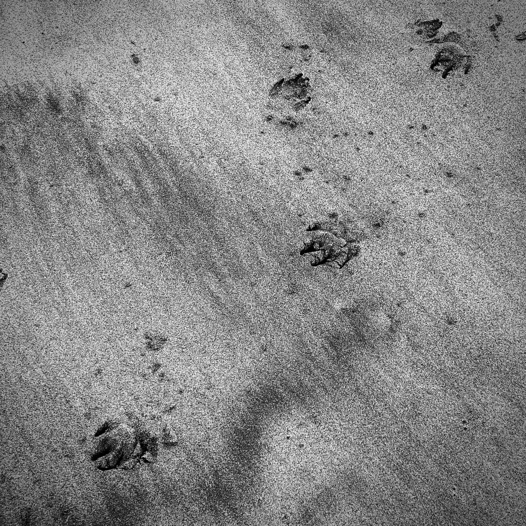 Paw prints in the sand. 