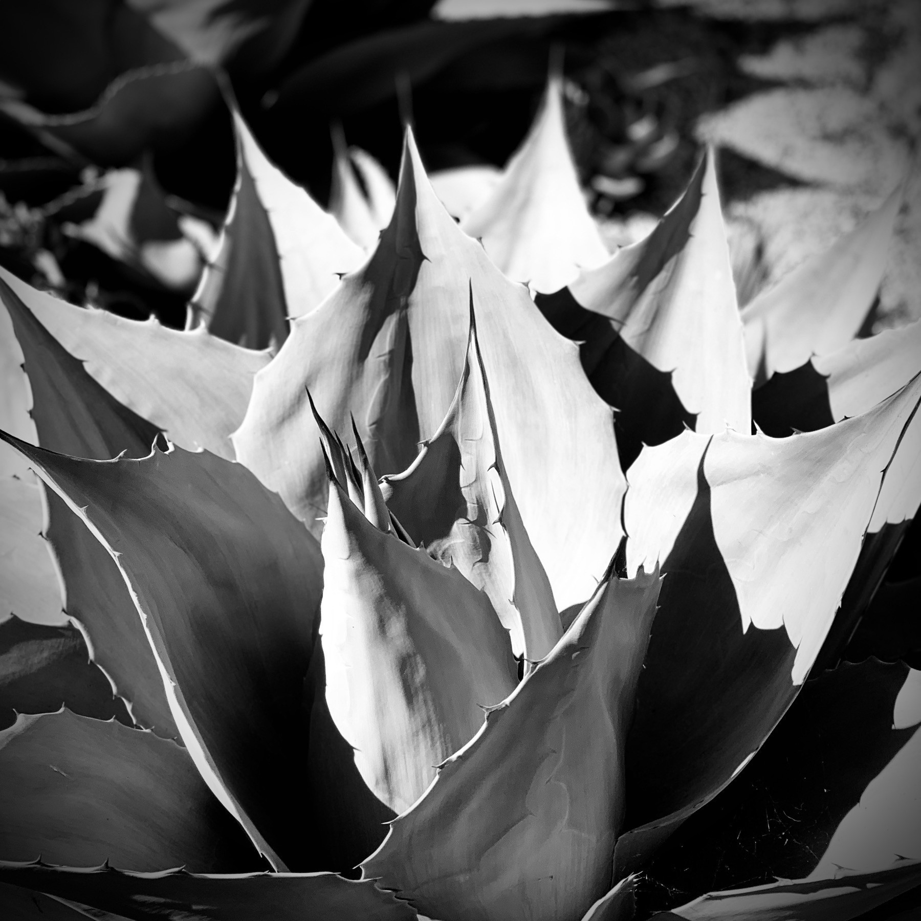 Black and white agave plant.