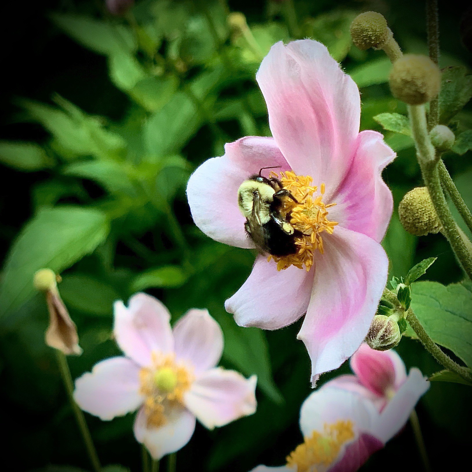 Closeup of a bee pollenating a flower.