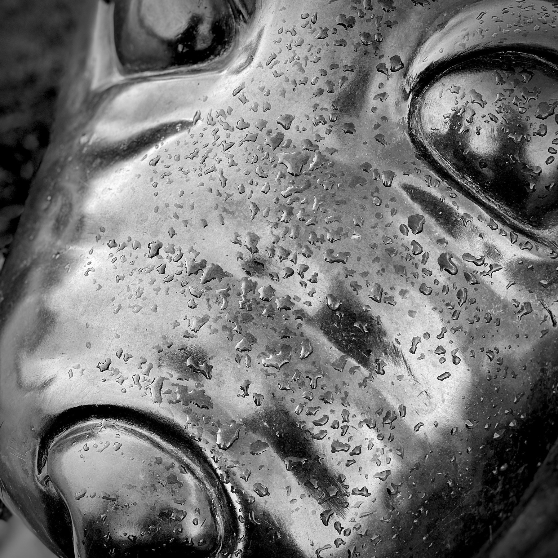 Face of a seal statue in Belfast.