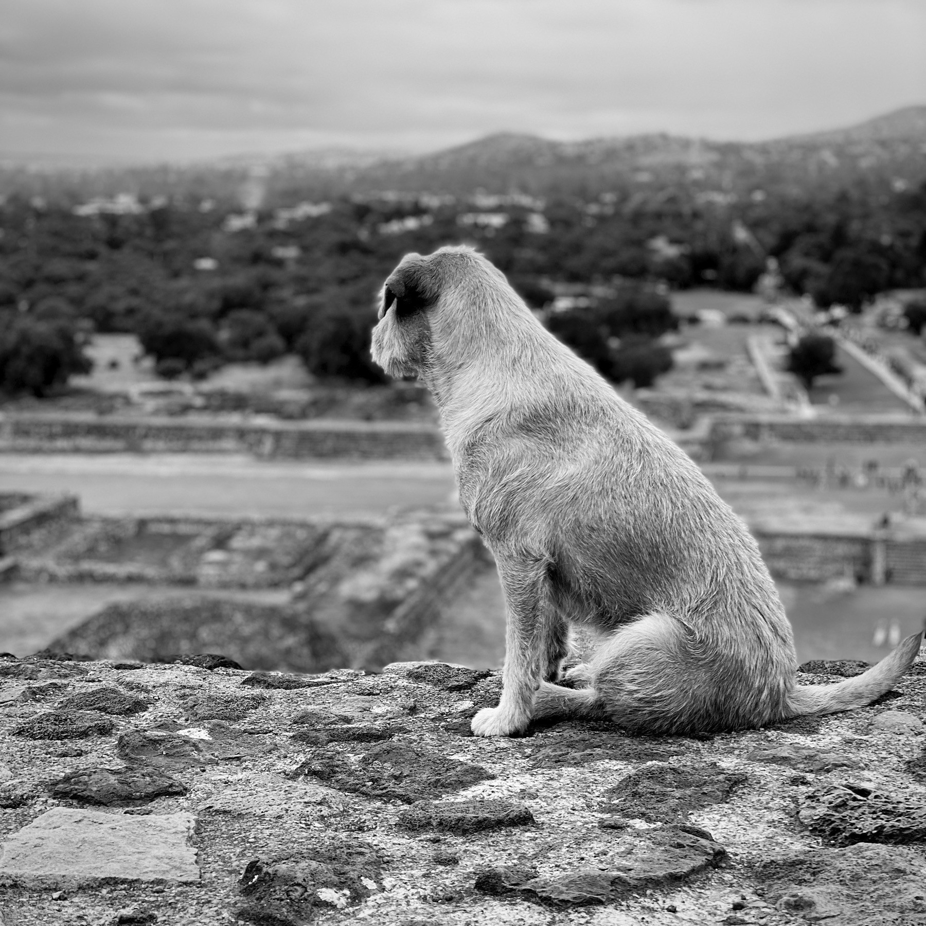 Dog looking out over the valley from the top of a pyramid in Mexico City. 