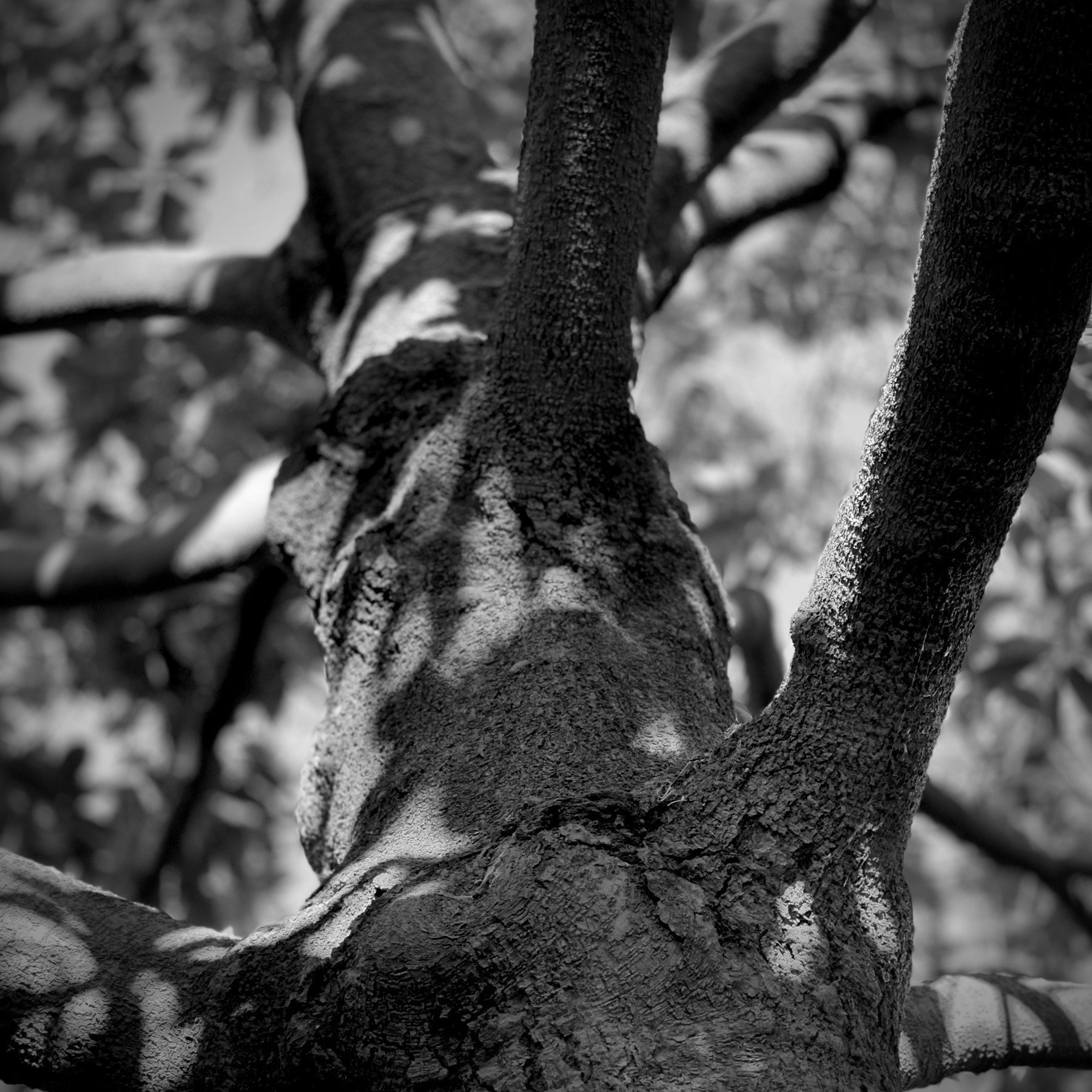 Black and white view looking up at a tree. 