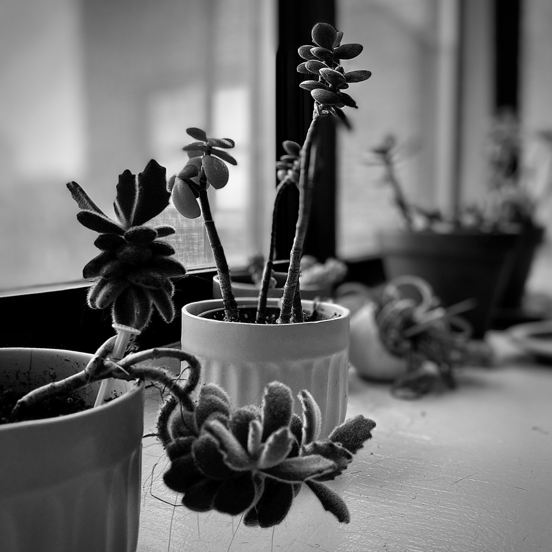 Plants on a windowsill. 
