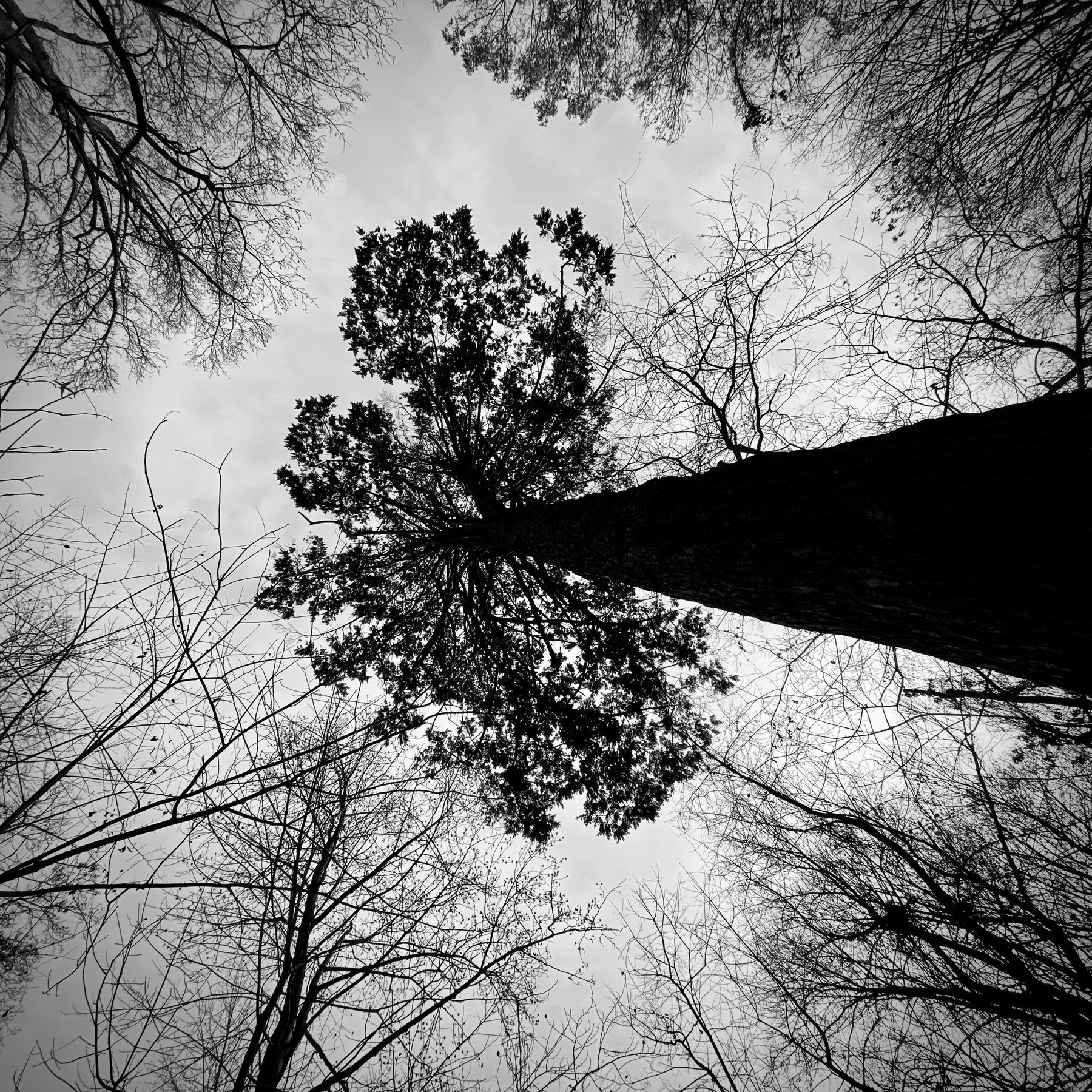 Looking straight up at a Hemlock tree, with grey skies.
