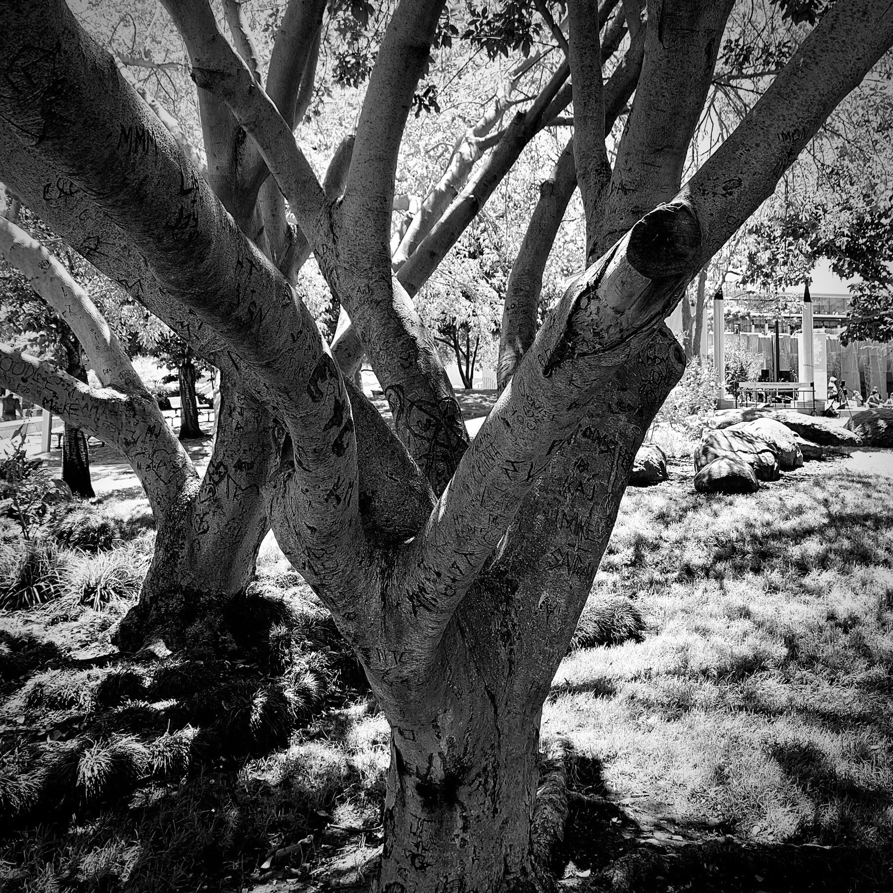 Close-up black and white tree trunk with many branches.