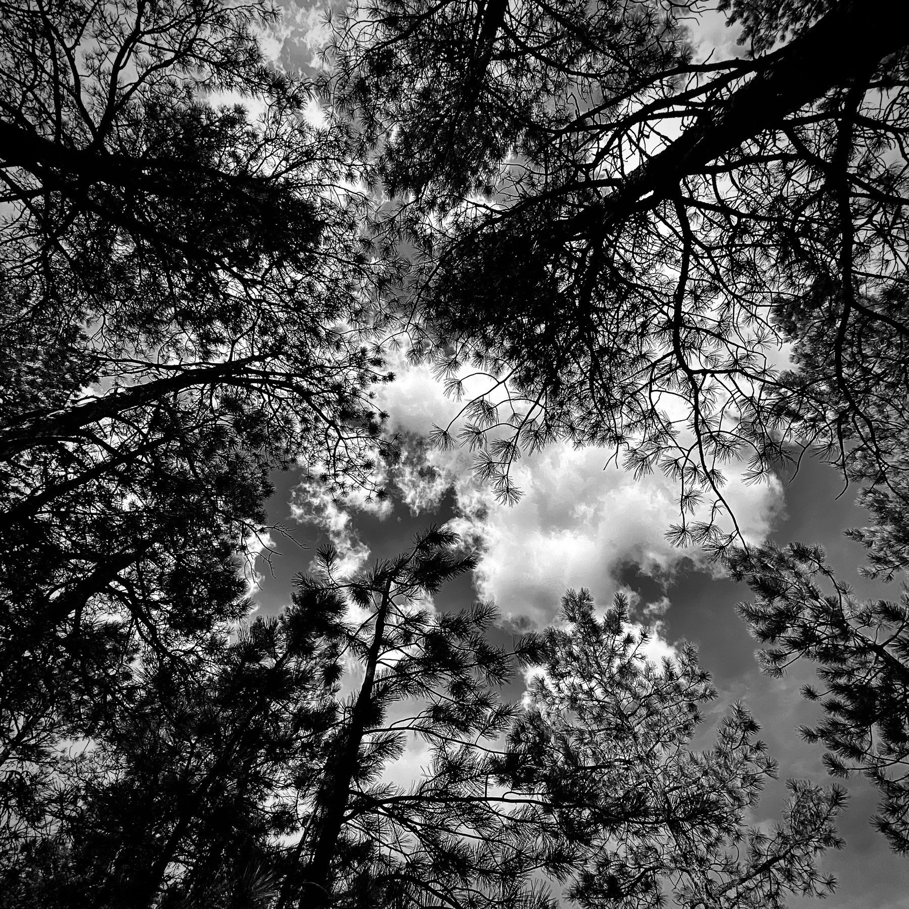 Looking directly up through pine trees at the sky. 
