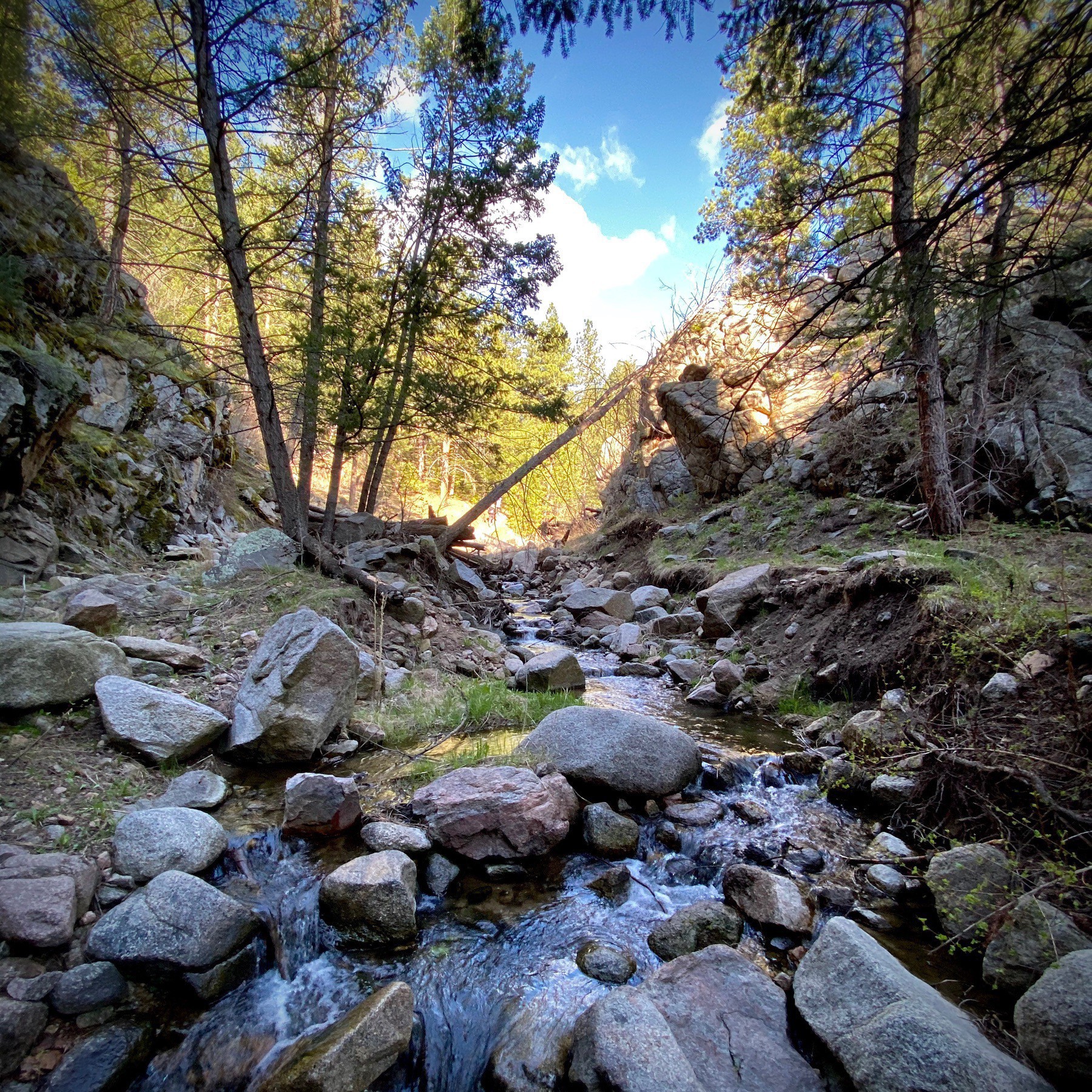 Rocks and trees along a creek. 