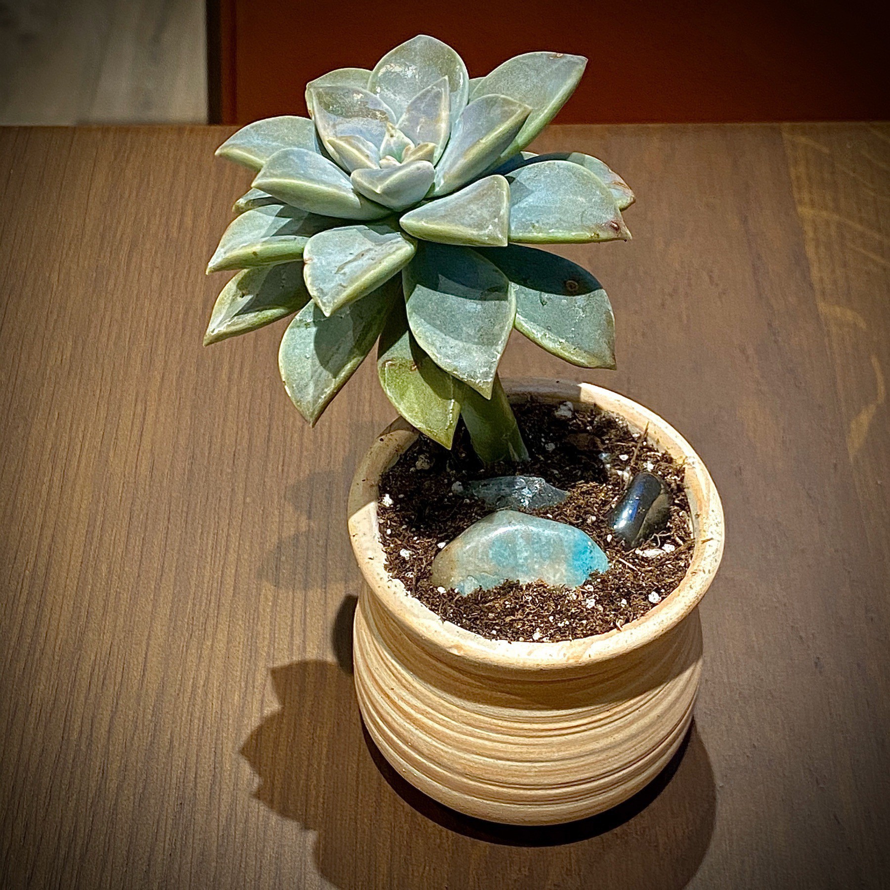 Succulent in a small pot on a table.