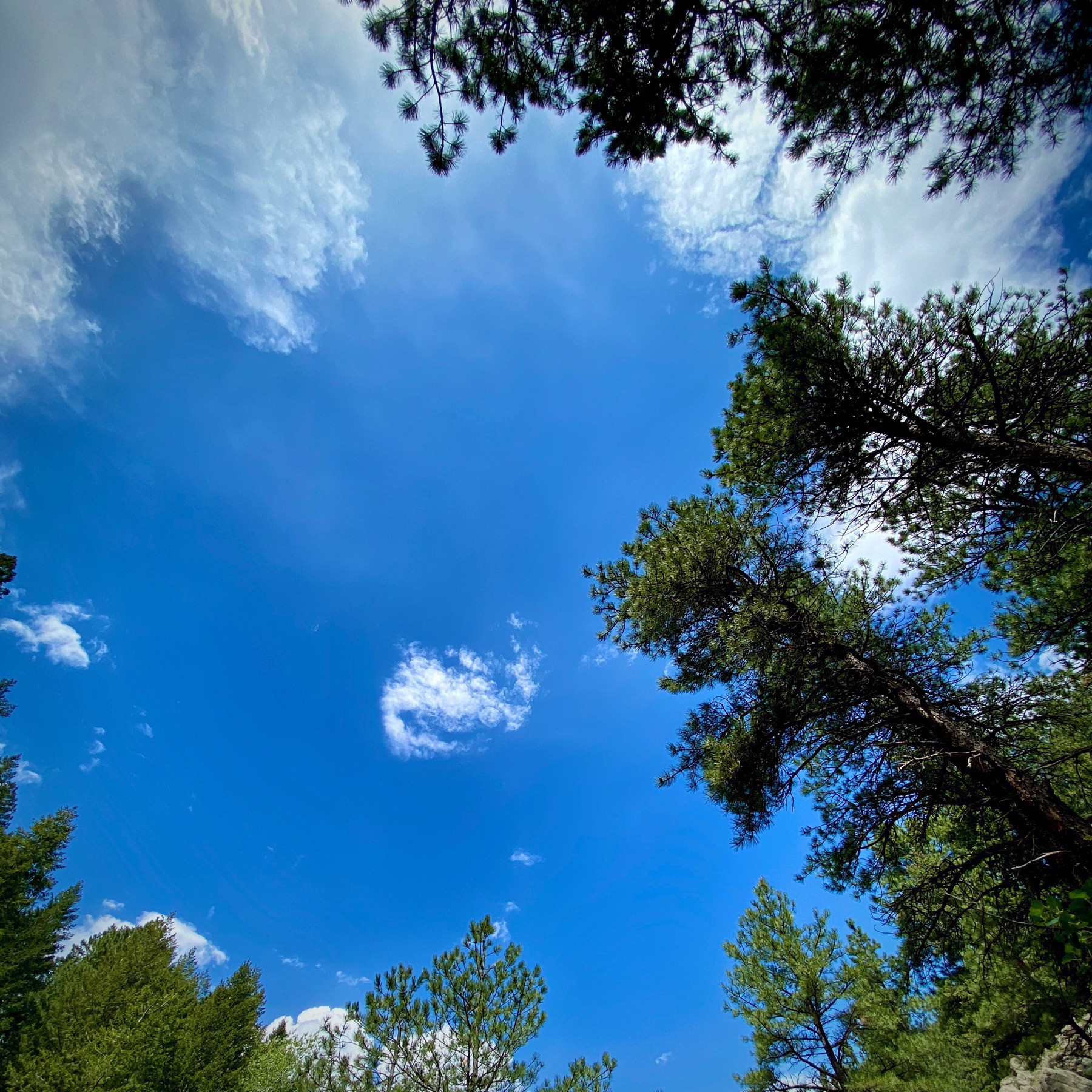 Looking up at a blue sky, framed by trees. 