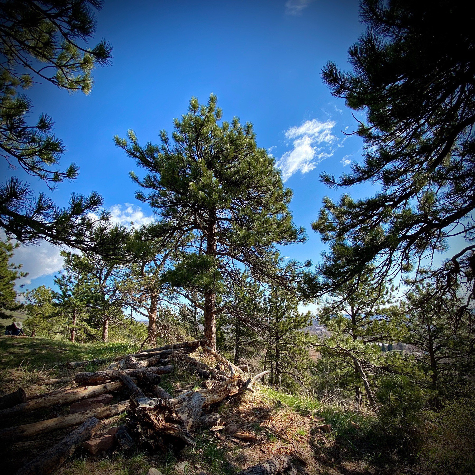 Pine trees and blue sky atop a mountain.