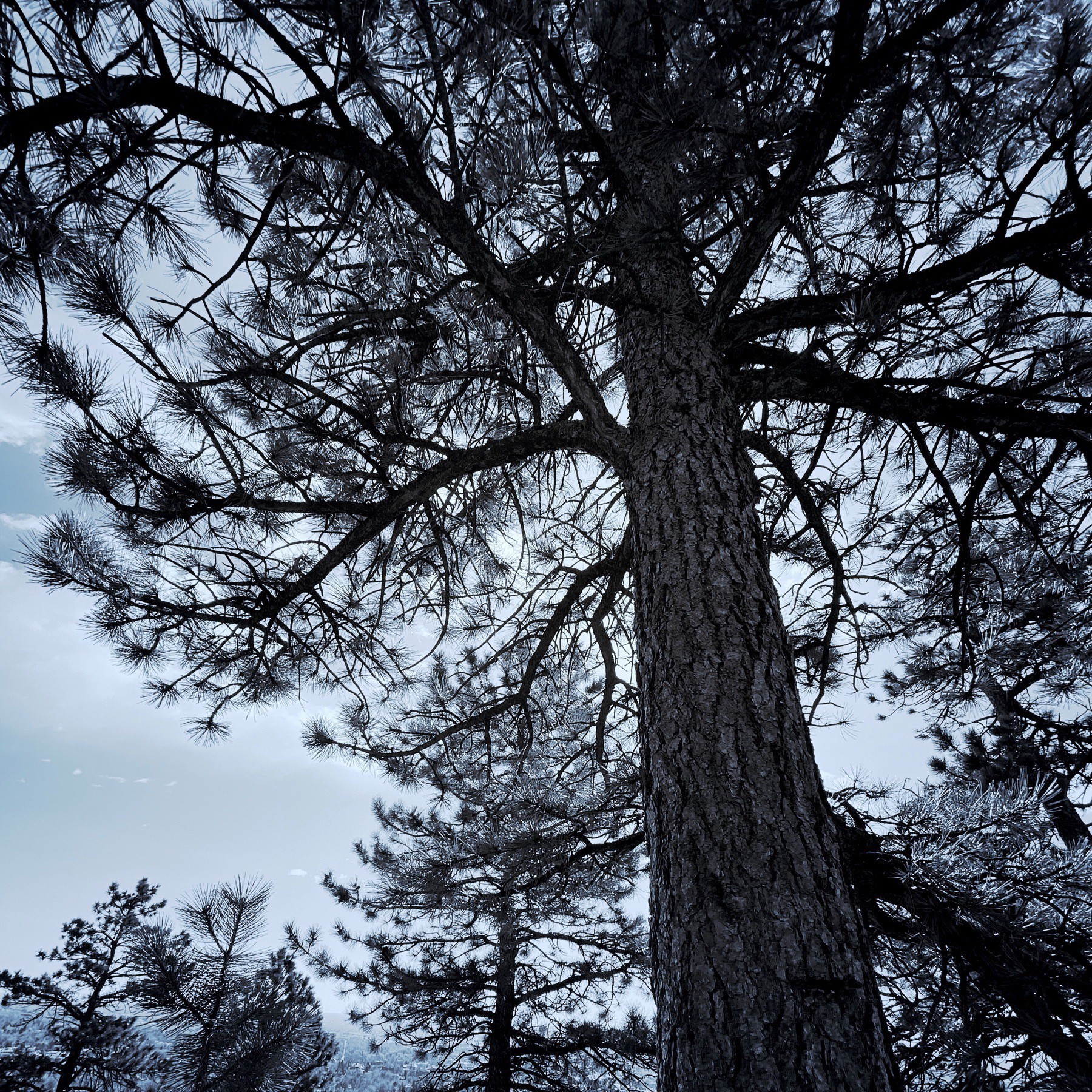Pine tree, black and white, blue tint