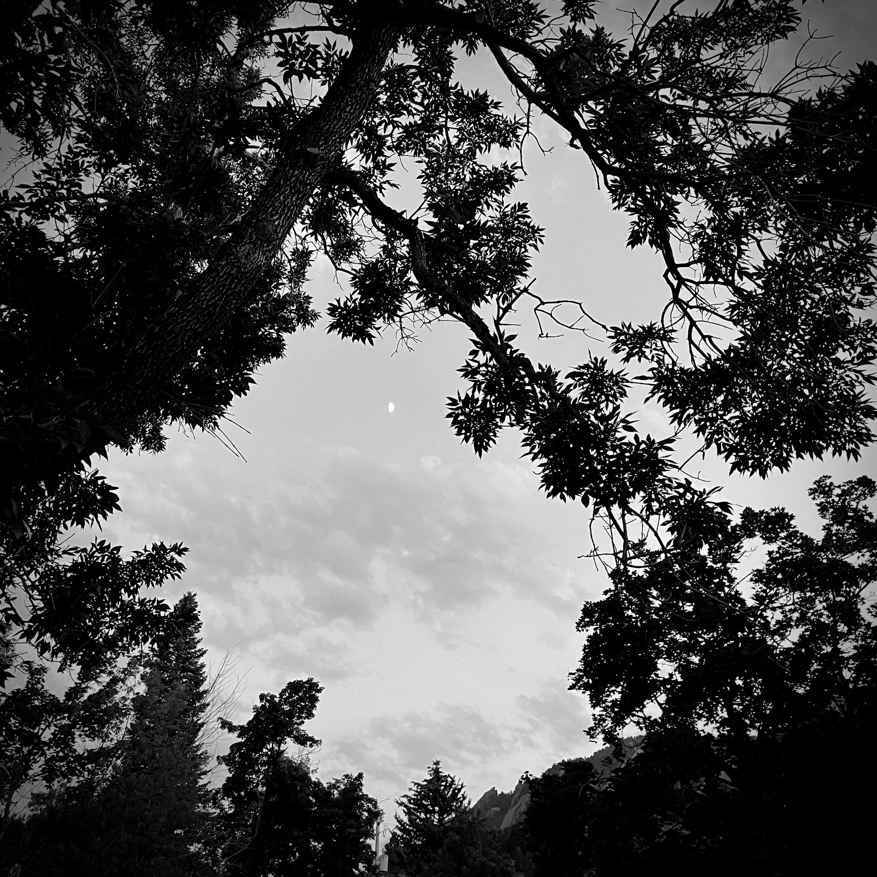Evening trees before a cloudy sky, black and white.