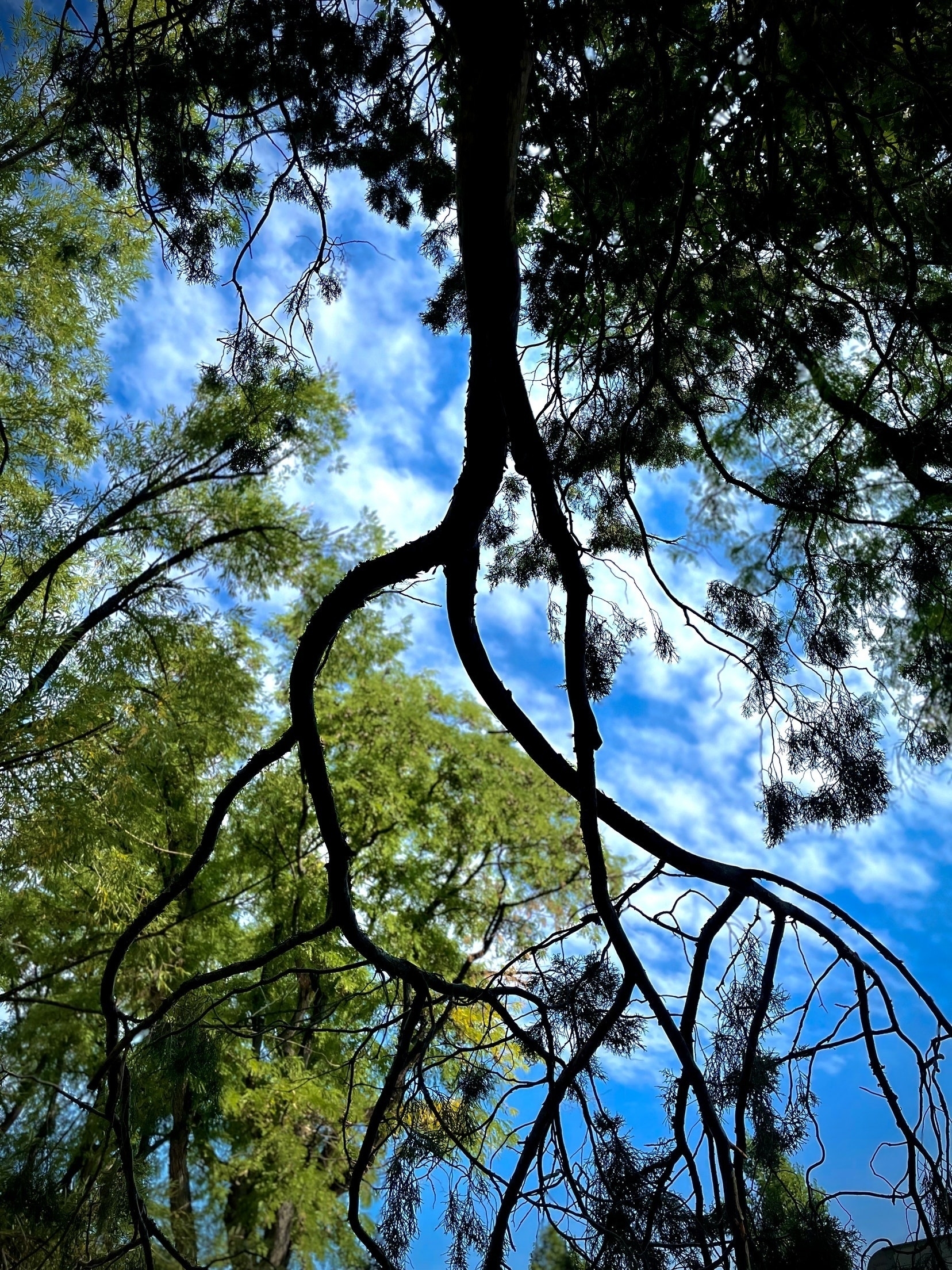 Looking up through a tree to a blue sky.