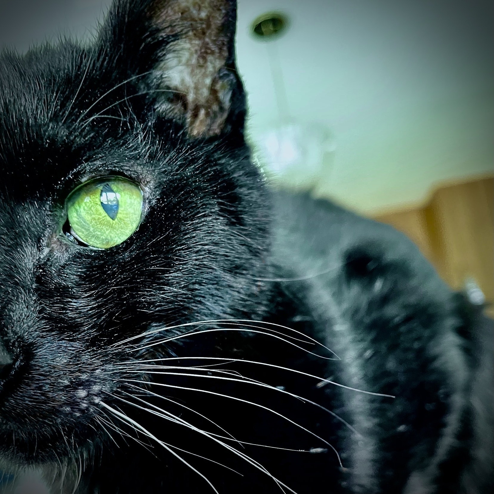 Black cat stares into the camera.