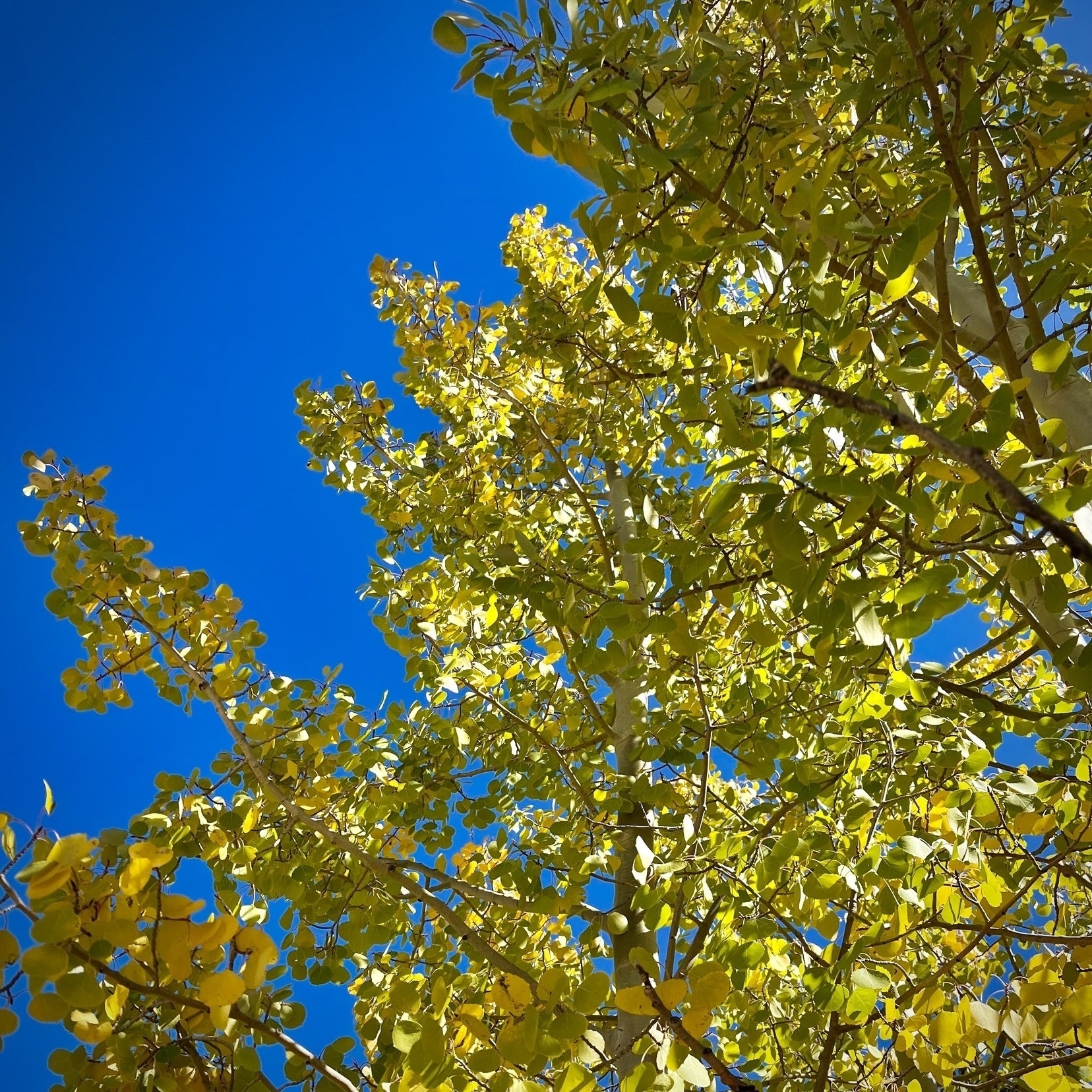 Yellow-leafed fall Aspen against a blue sky. 