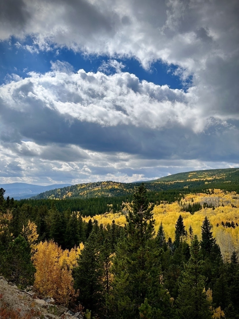 Aspens in fall colors over rolling hills. 