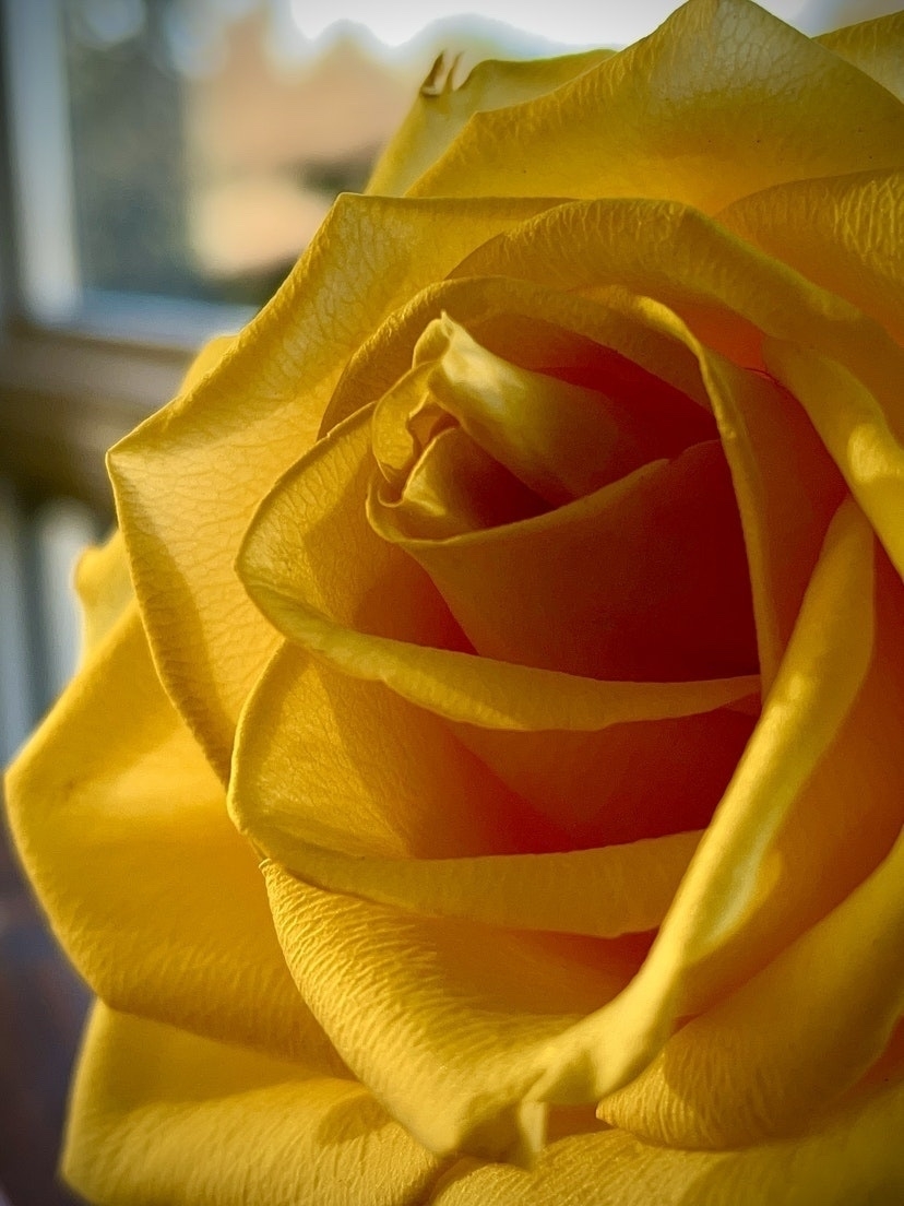 Close up of yellow rose