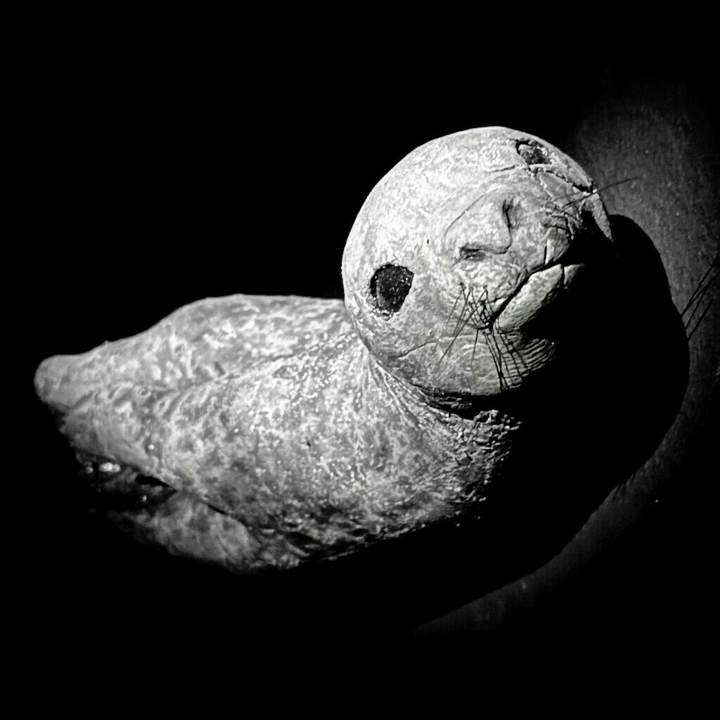 Stone sculpture of a baby seal. Black and White