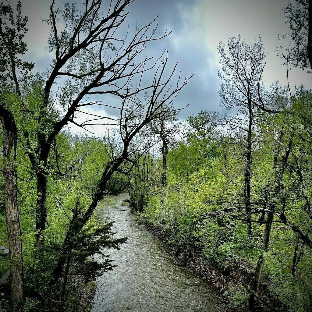 Spring trees with sparse leaves lining both sides of a winding creek