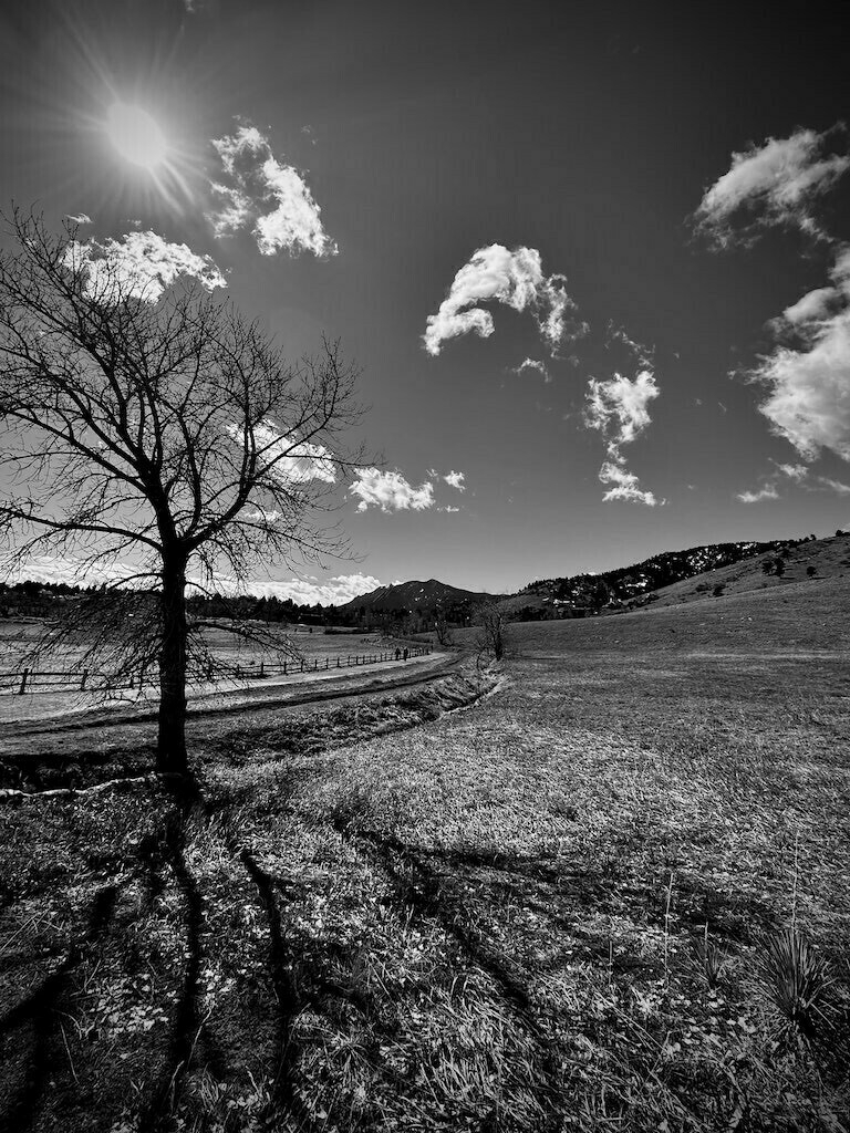 Black and white bare tree with clouds and distant mountains. 