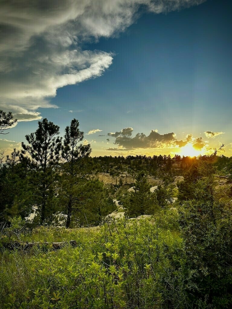 Sunset with trees, clouds, plants