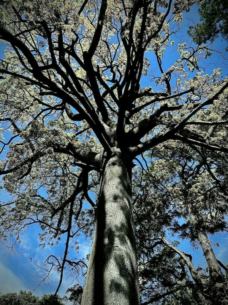Looking up at a large, majestic tree with blue sky. 