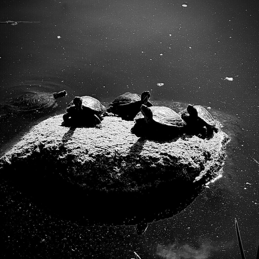 Turtles resting on a rock in a pond. Black and White. 