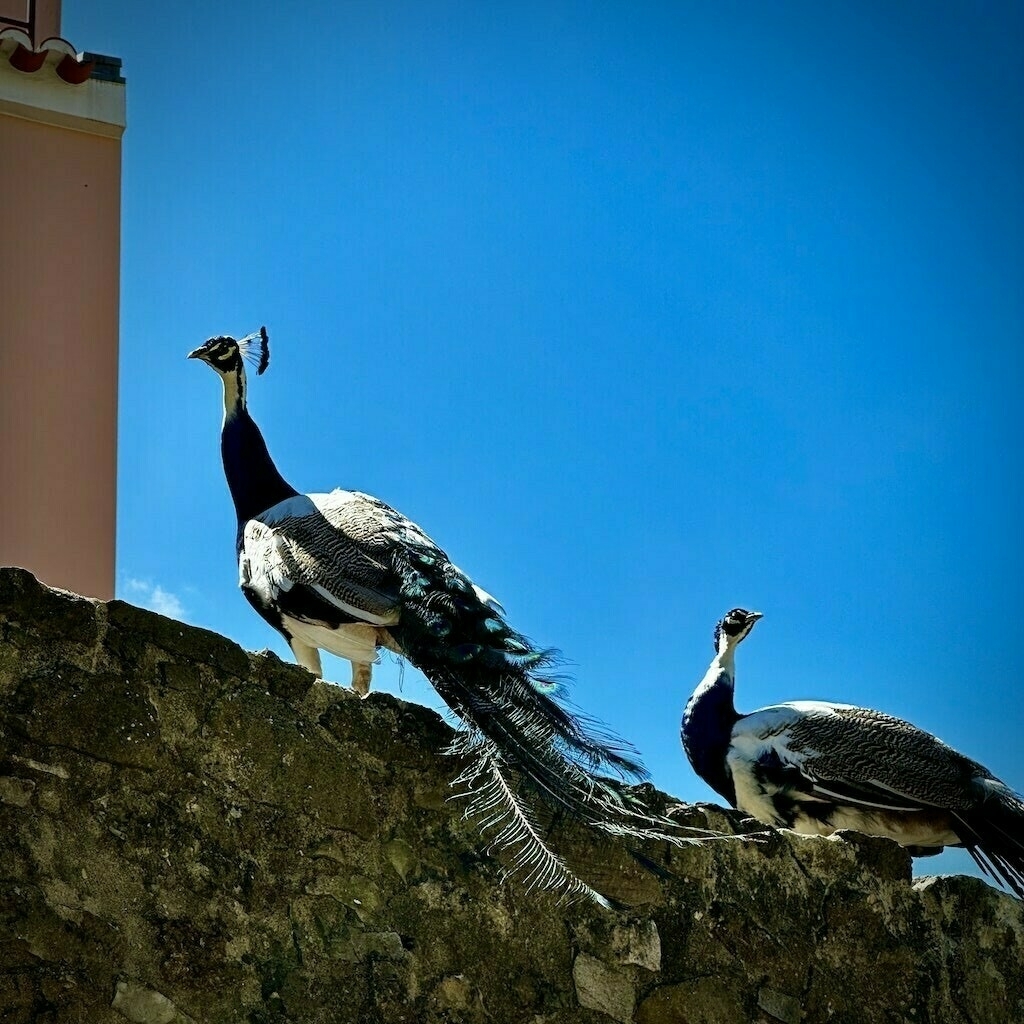Two female peacocks on a stone wall with clear blue sky