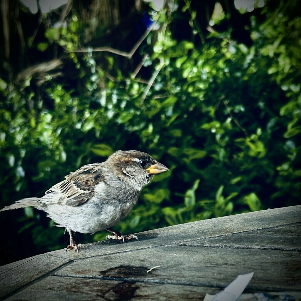 Small bird on a wooden table