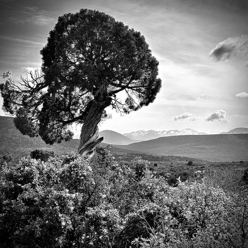 Juniper tree on a cliff with nearby bushes. Black and white. 