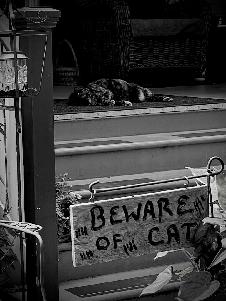 Sleeping cat on porch. Sign reads "Beware of Cat". Black and White