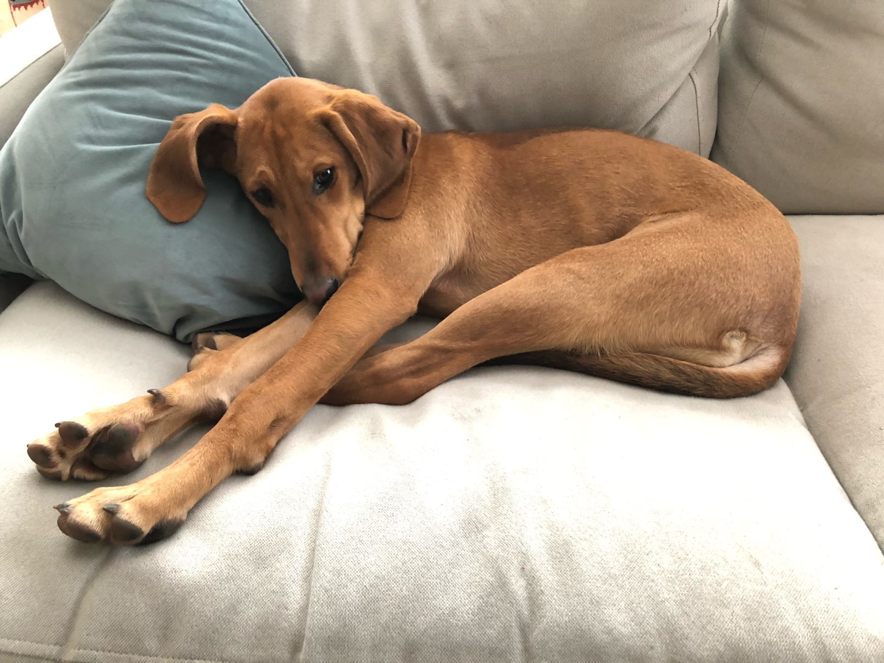 Red hound with long legs takes up most of the couch. 