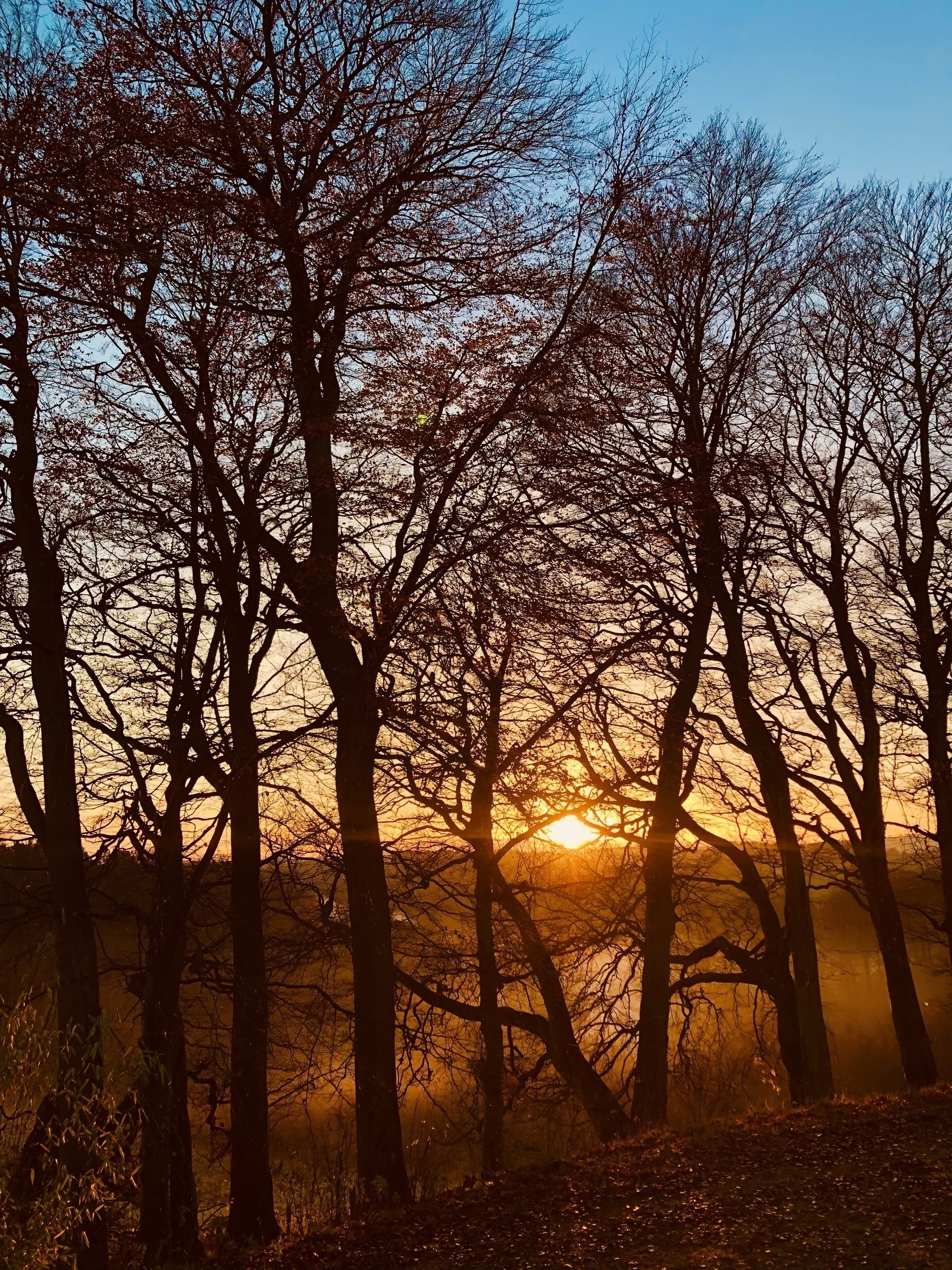 Bare winter trees with sun setting behind