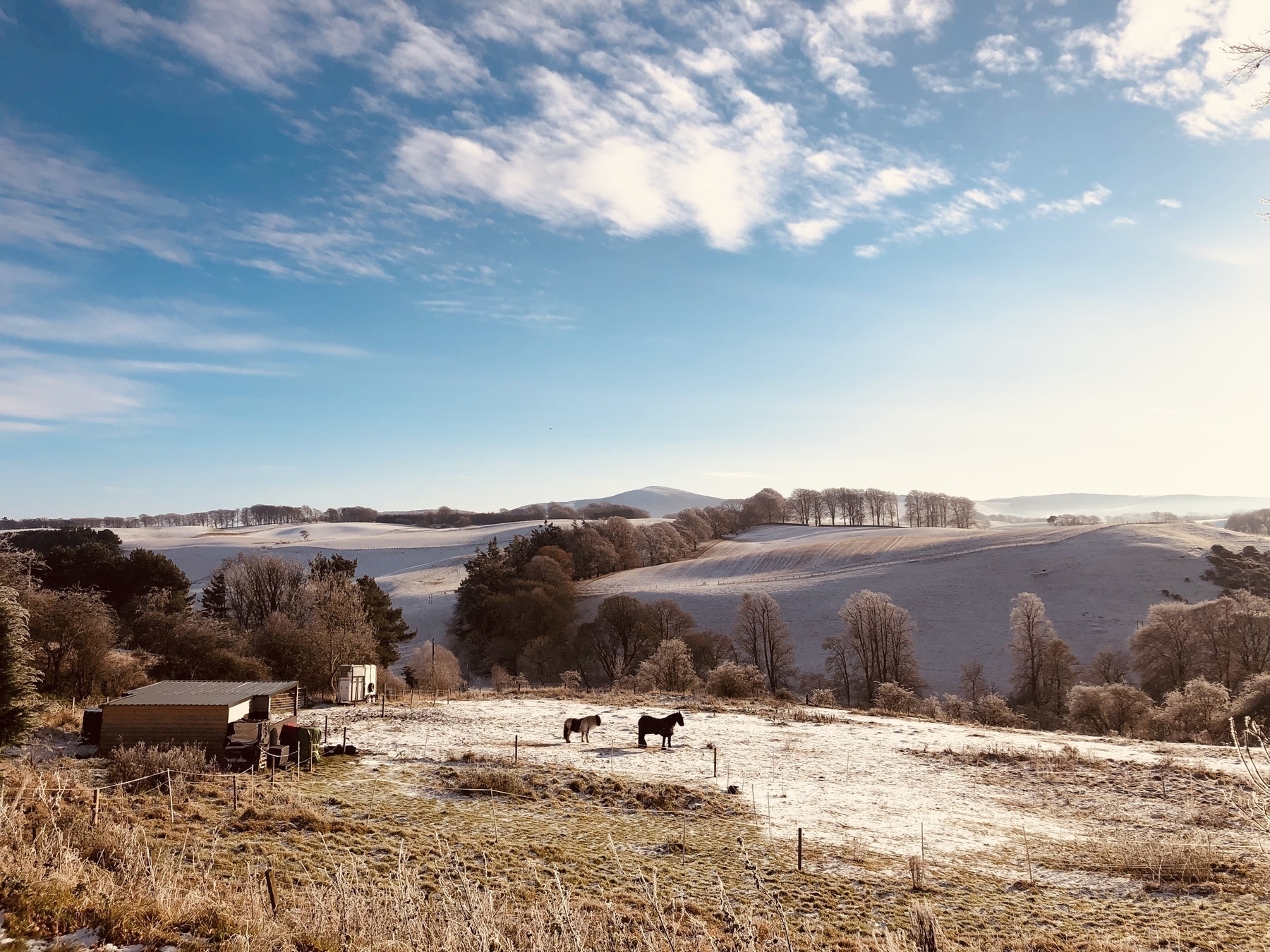 Countryside view of horses in a paddock and rolling white hills of frost with the sun shining in the blue sky