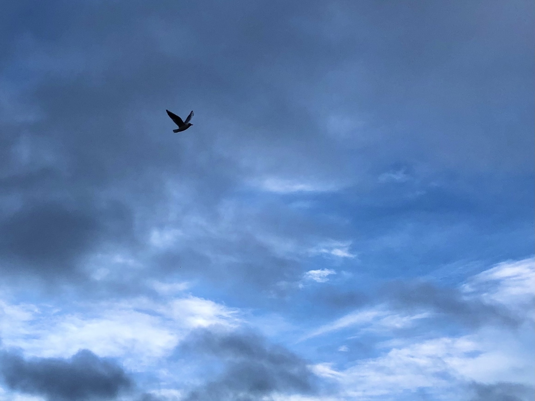 Seagull in a cloudy sky with blue shining through