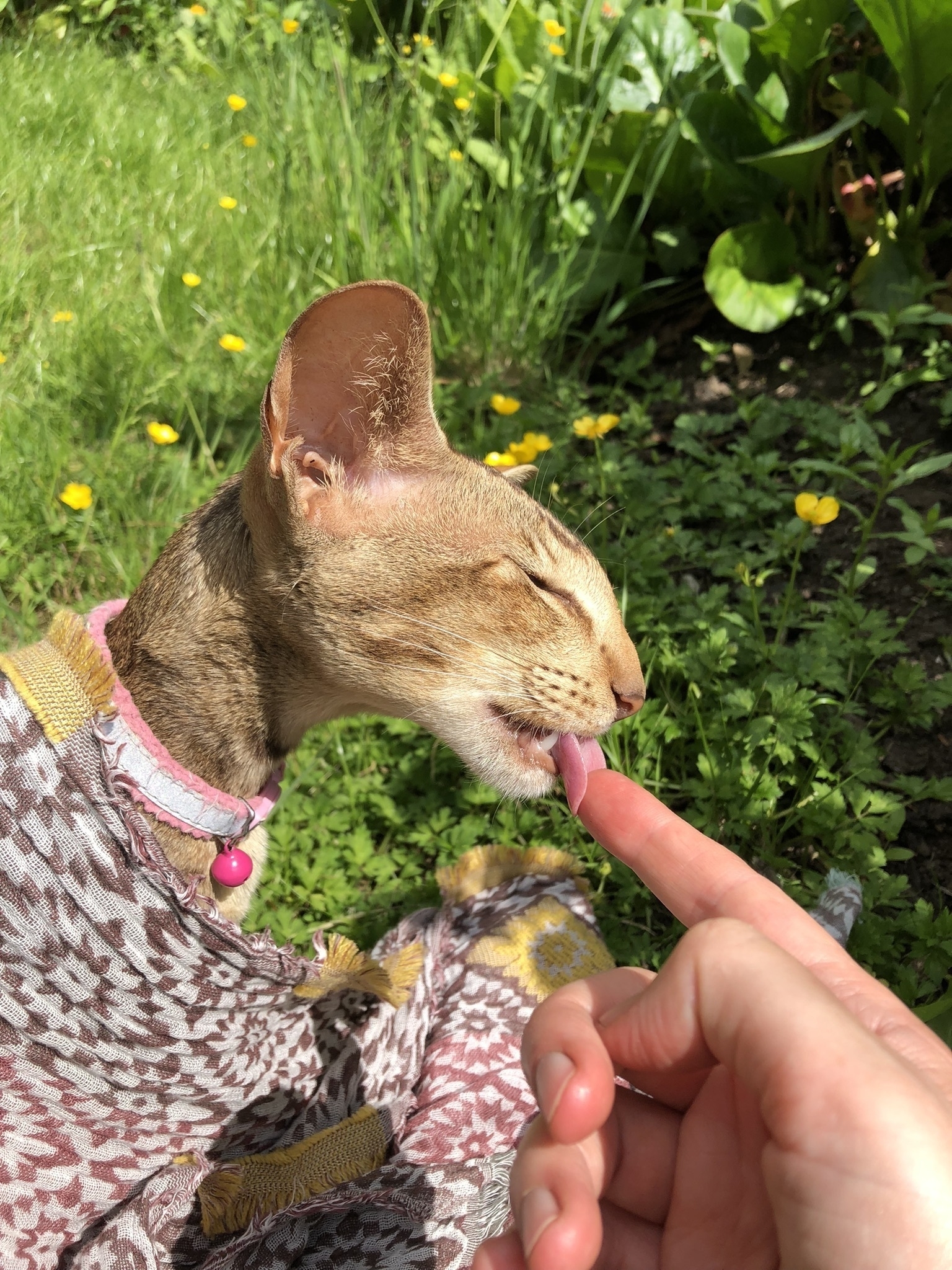 oriental cat licking a finger after eating smoked salmon off of it