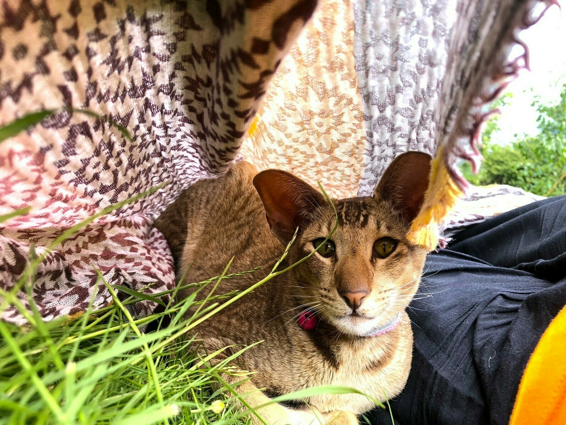 oriental cat with green eyes hiding under a blanket on the grass