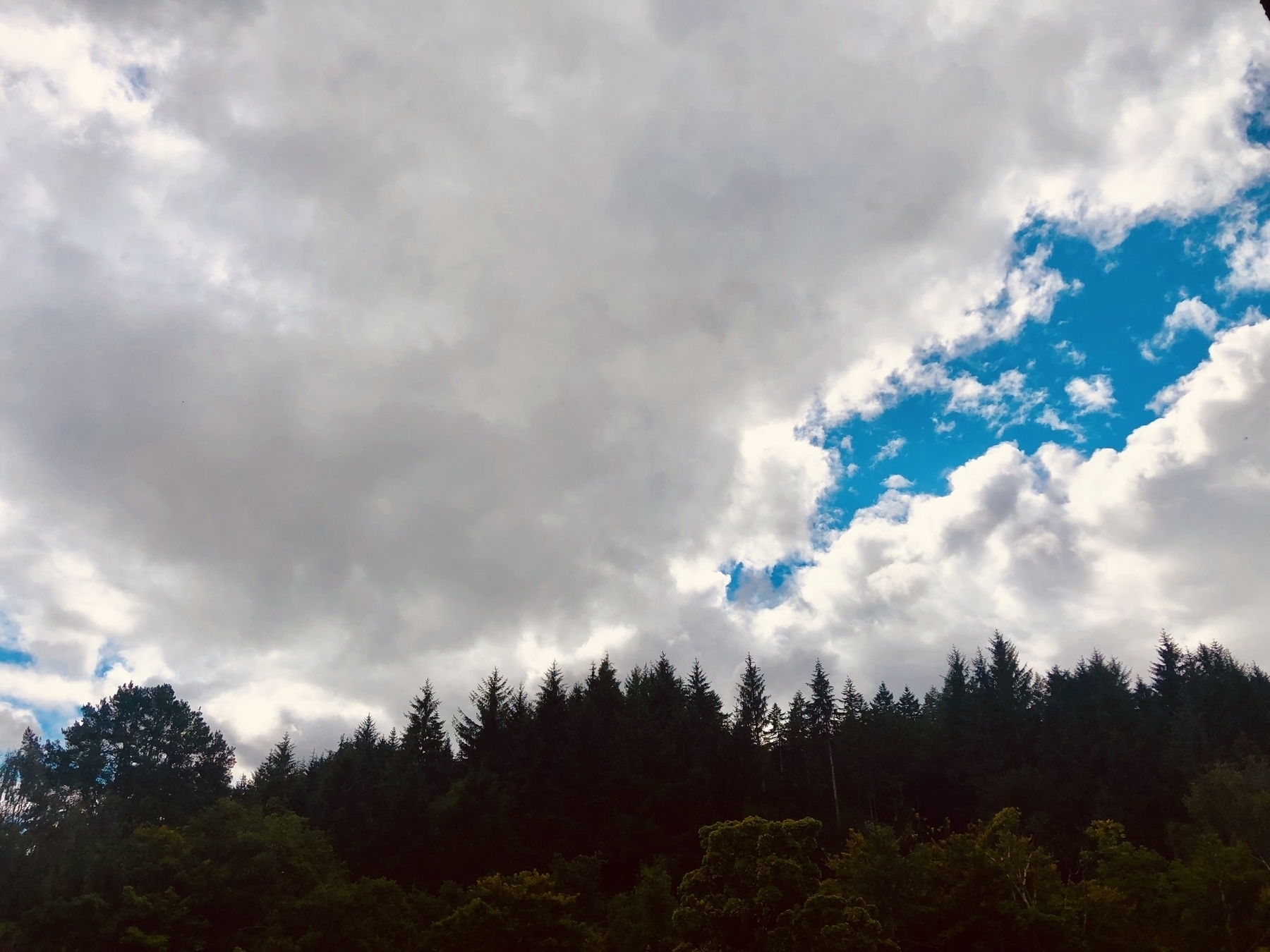 Clouds and pine trees