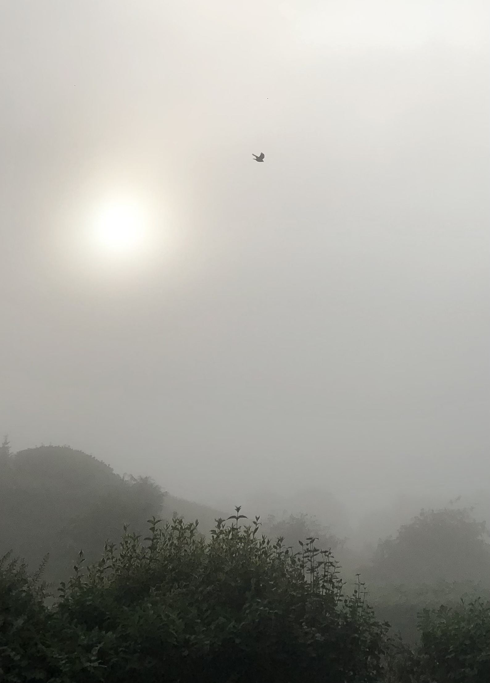 Jackdaw flying over the countryside. It’s misty with the sun breaking through in the background