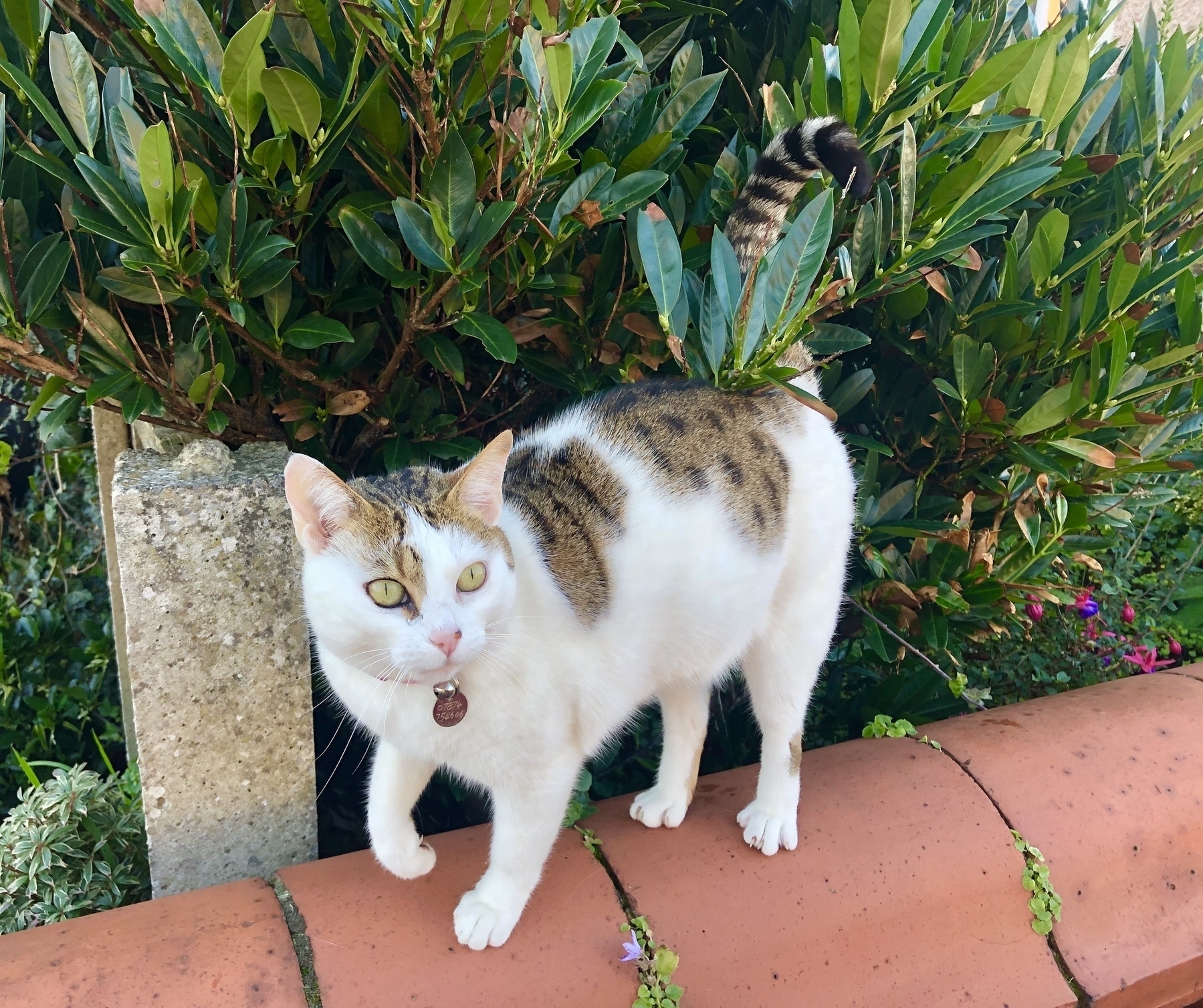 white and tortie cat on a wall with foliage behind