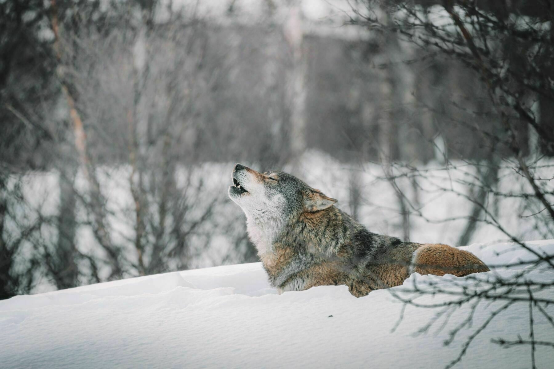 howling wolf in a snowy forest